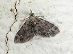 Chloroclystis excisa