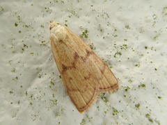 Tirathaba irrufatella