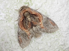 Peridea aliena