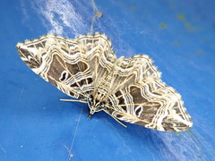 Lobogonodes erectaria