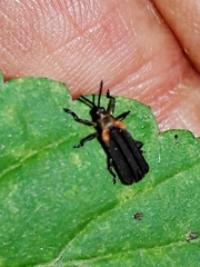 Heterispa vinula