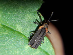 Heterispa vinula