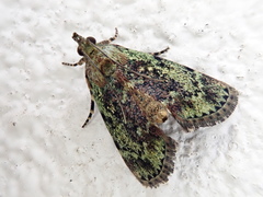 Trichotophysa jucundalis