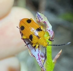 Stethopachys formosa