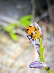 Stethopachys formosa