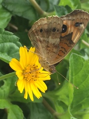 Junonia stemosa