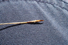 Austrostipa pubinodis