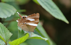 Abisara neophron