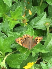 Junonia stemosa