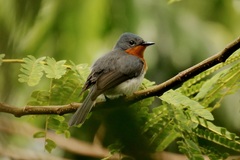 Myiagra albiventris