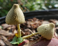 Leucocoprinus birnbaumii image