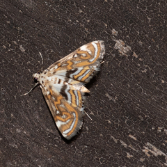 Parapoynx polydectalis