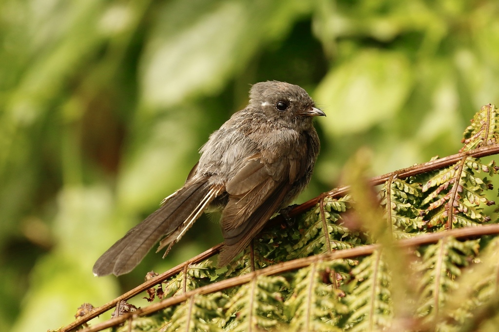 Samoan Fantail (Rhipidura nebulosa) photo