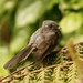 Samoan Fantail - Photo (c) Bird Explorers, some rights reserved (CC BY-NC), uploaded by Bird Explorers