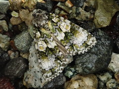 Craniophora praeclara