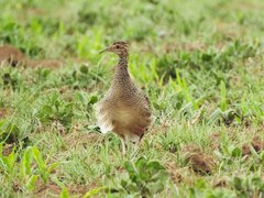 Nothoprocta cinerascens