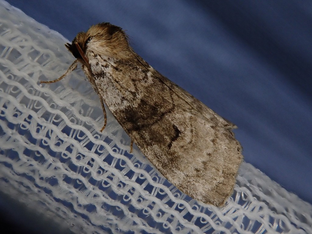 Mesopsestis