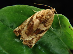 Archips oporana