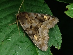 Phlogophora aureopuncta