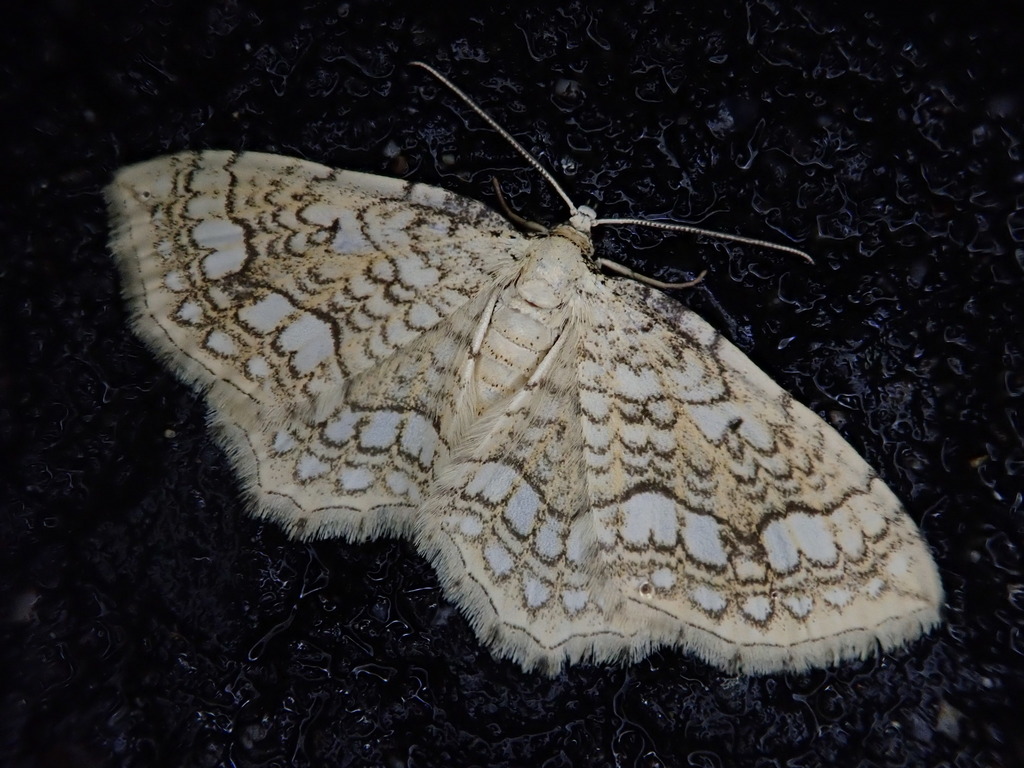 Laciniodes denigrata