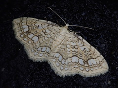 Laciniodes denigrata