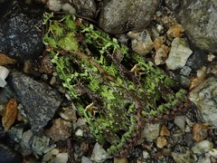 Anaplectoides virens