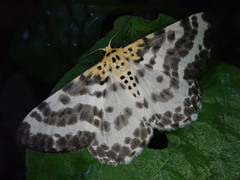Metabraxas clerica