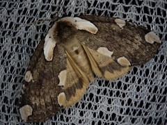 Macrothyatira flavida