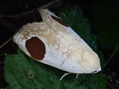 Sphragifera sigillata