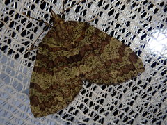 Hydriomena furcata