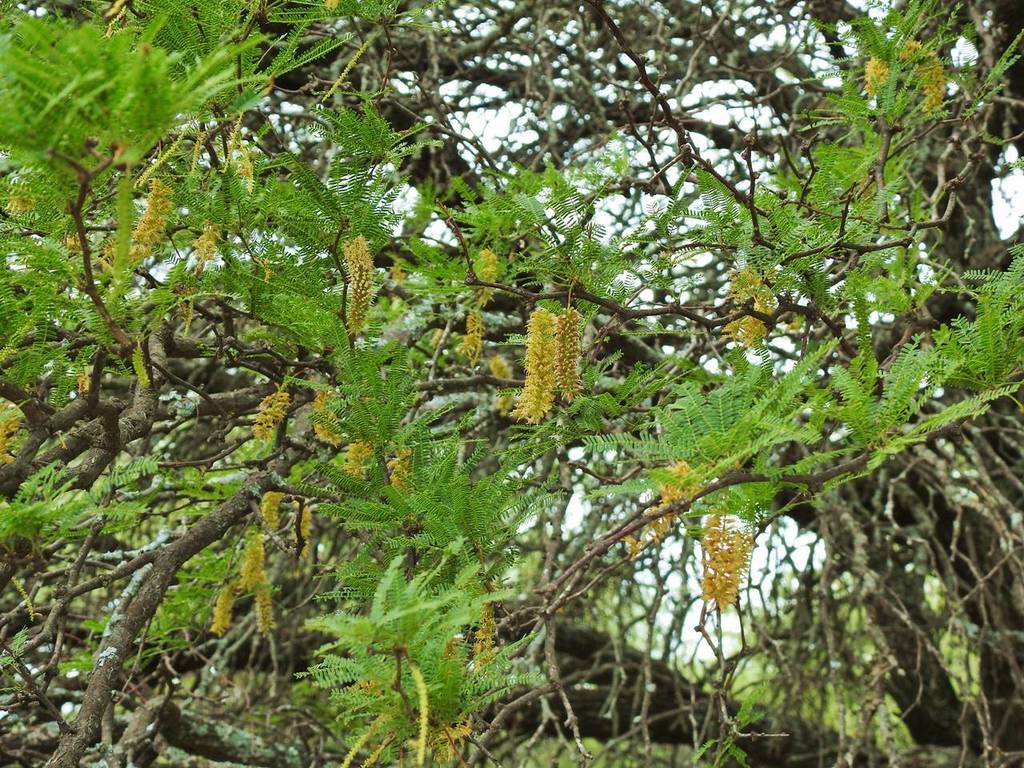Prosopis caldenia Burkart 2