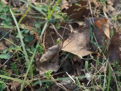 Digitaria radicosa