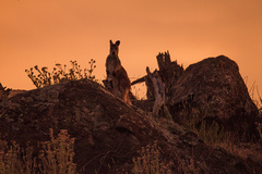 Osphranter robustus robustus