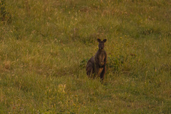 Osphranter robustus robustus