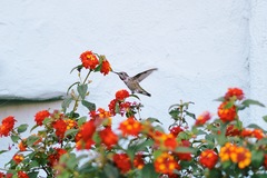 Calypte anna