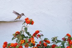 Calypte anna