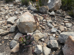 Adromischus caryophyllaceus