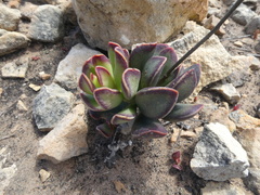 Adromischus caryophyllaceus