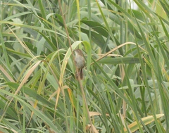 Bradypterus baboecala