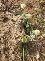 Pfaffia gnaphalioides