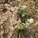 Pfaffia - Photo (c) Alicia,  זכויות יוצרים חלקיות (CC BY-NC), הועלה על ידי Alicia