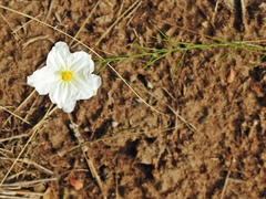 Nierembergia rigida