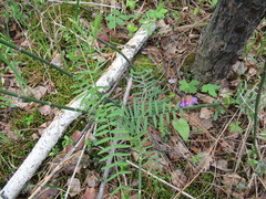 Vicia nervata