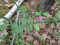 Vicia nervata