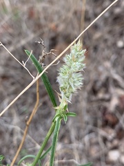 Cyphocarpa angustifolia
