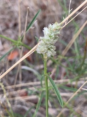 Cyphocarpa angustifolia