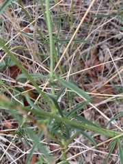 Cyphocarpa angustifolia