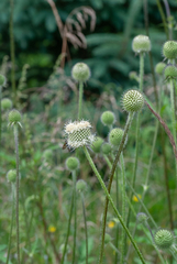 Dipsacus chinensis