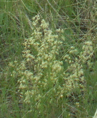 Trinia multicaulis