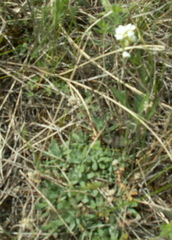 Schivereckia podolica